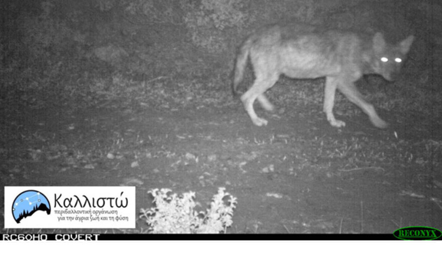 Κάμερα στην Πάρνηθα καταγράφει λύκο
