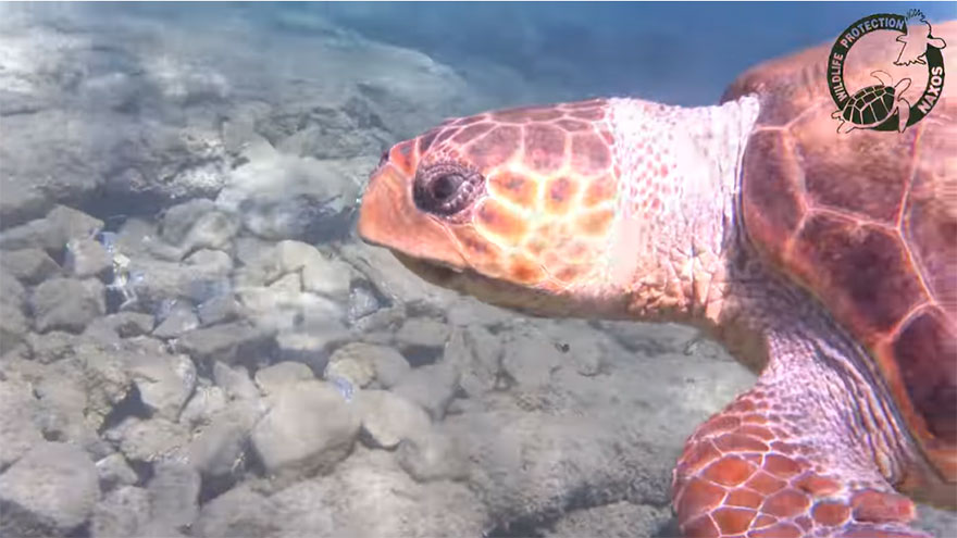 Ο Μάριος, η θαλάσσια χελώνα, στη Νάξο καθάρισε παραλία από τις μέδουσες