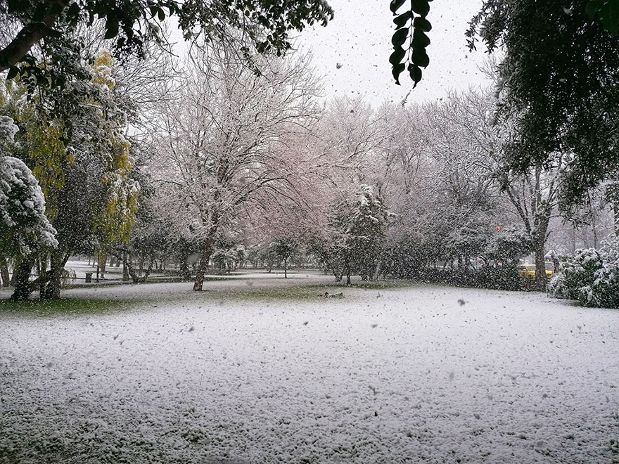 Χειμωνιάτικο σκηνικό στο Πάρκο Ριζάρη με χιόνι πάνω σε δέντρα, θάμνους και γρασίδι