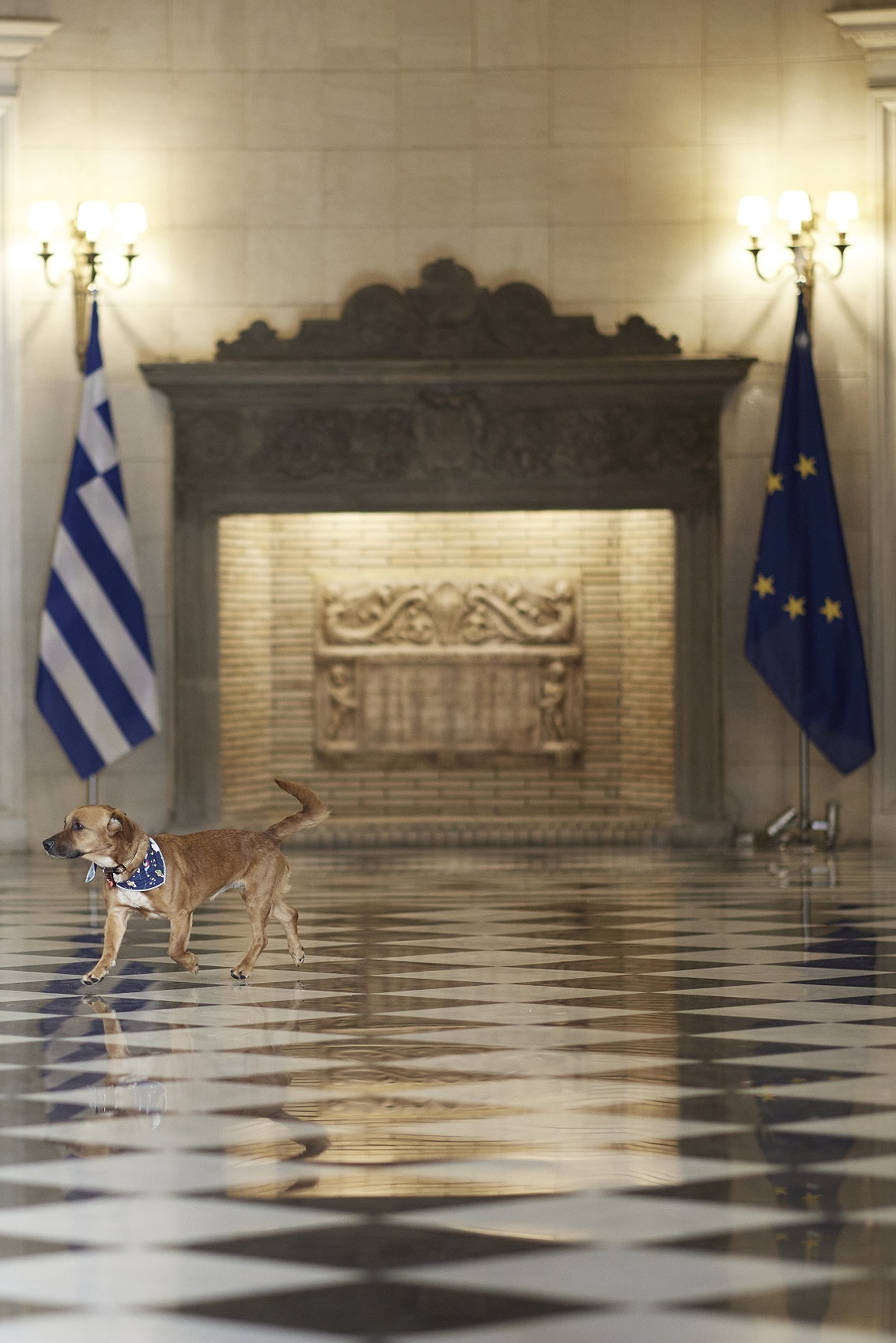 Ο σκύλος Πίνατ που υιοθέτησε ο πρωθυπουργός Κυριάκος Μητσοτάκης