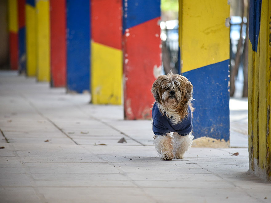Σκύλος περπατά στο νέο πεζοδρόμιο της Αθήνας στην οδό Ακουμινάτου