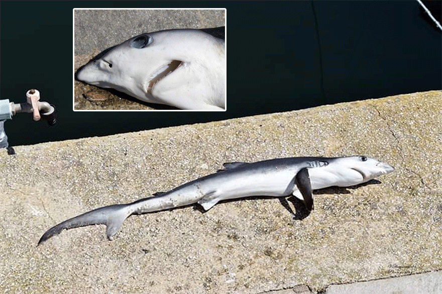 Ροδόπη: Νεκρός καρχαρίας στο Φανάρι