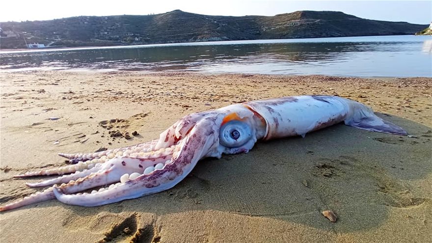 Στην Κέα, στην παραλία της Οτζιάς, εκβράστηκε νεκρό θράψαλο «γίγας»