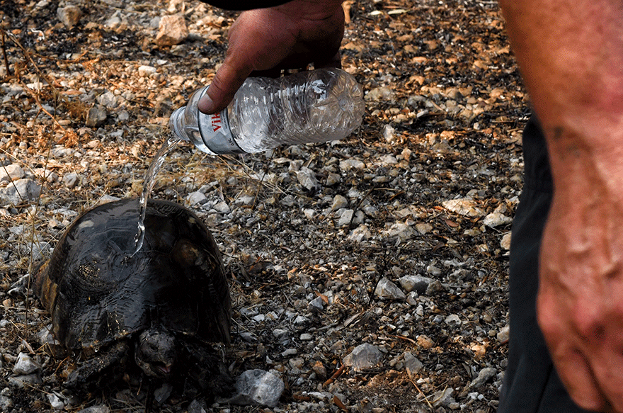 Πυρκαγιά σε αγροτική έκταση στο Λουτράκι: Μια χελώνα που γλίτωσε από τις φλόγες