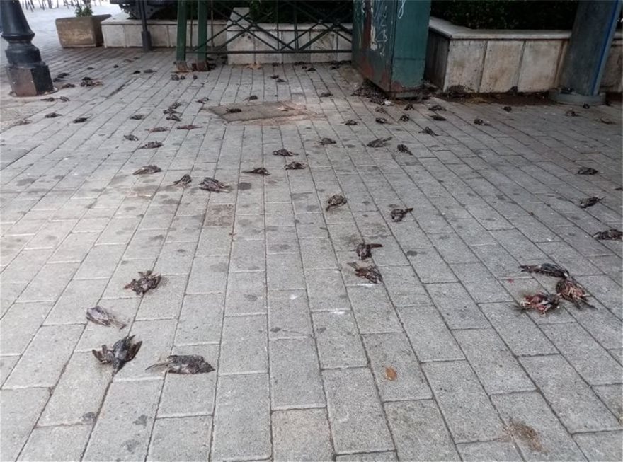 Νεκρά πουλιά στη Χαλκίδα μετά την κακοκαιρία στην Εύβοια