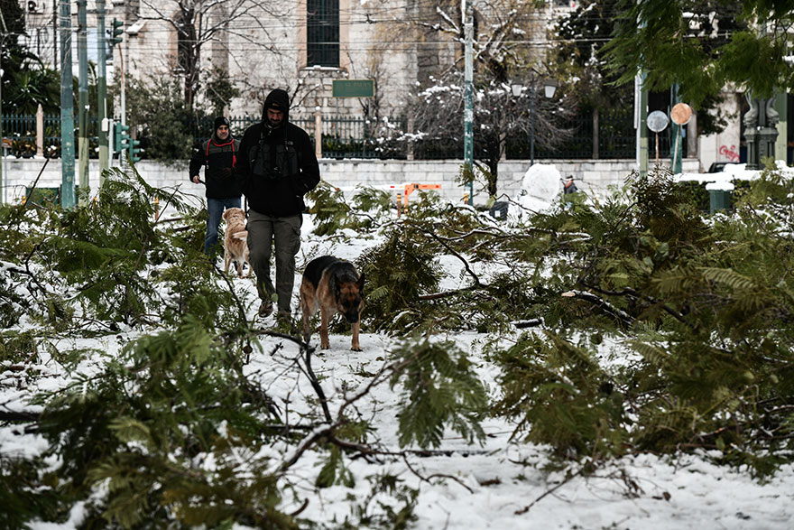 Πρωινή βόλτα με τον σκύλο στα χιόνια στο κέντρο της Αθήνας ένα 24ωρο μετά την κακοκαιρία «Ελπίδα»