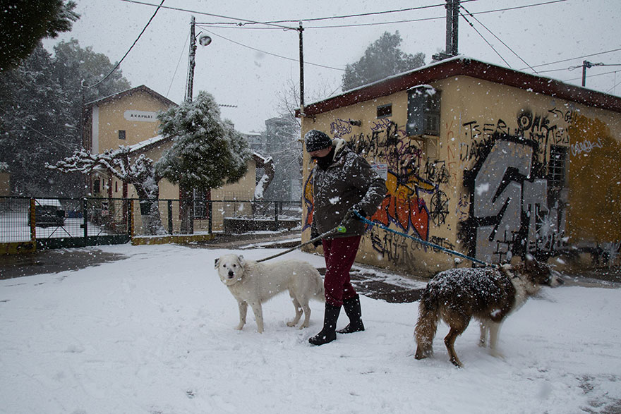 Κάτοικος στις Αχαρνές βγάζει βόλτα τα σκυλιά του στα χιόνια
